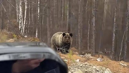 男子在大兴安岭林区偶遇野生棕熊，附近垃圾成片被吐槽，当事人：已有人员打扫