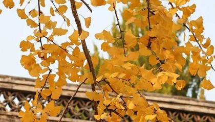 又是一年重阳日，情暖金秋映晚晴