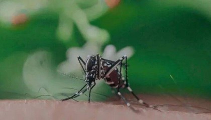 事关“基孔肯雅热”，广东最新通报！涉17地市！江门的情况是...