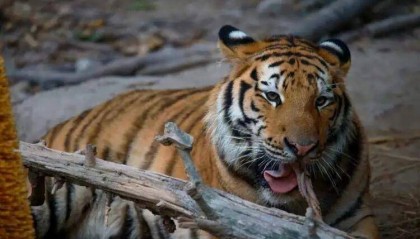 16个月大东北虎“彪彪”独立生活后嚎叫、不安？上海动物园回应