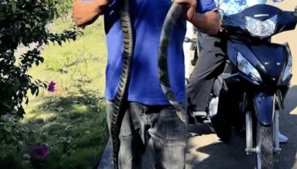 致命误判！男子将“乌梢蛇”挂脖玩耍被咬身亡，原来竟是眼镜王蛇！科普博主：二者外观有明显区别