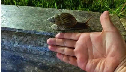 正大量出现!有人摸了后持续高烧,严重可致死……