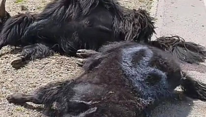 代价惨重！青海一司机撞上羊群，45只羊当场死亡！