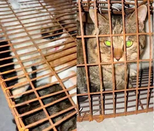 “成都一空置房非法囤猫”？官方通报：共发现被困小猫102只，未发现虐猫行为