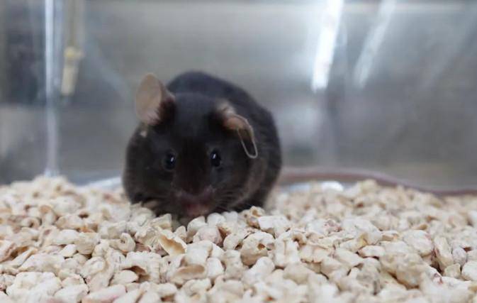 为4只“太空小鼠”取名,网友:从从、容容、游刃、有余……